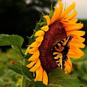 Meet your Posher, Tabatha